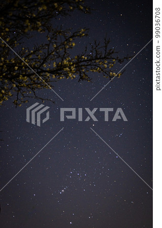 plum tree and starry sky plum tree and starry sky 99036708