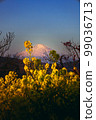 Rape blossoms and Mount Fuji 99036713