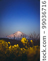 Rape blossoms and Mount Fuji 99036716