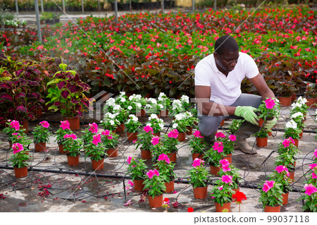 African american farmer checking potted pink periwinkles in greenhouse African american farmer checking potted pink periwinkles in greenhouse 99037118
