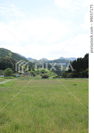 田園詩般的田園風光與盛開的荷花 99037175