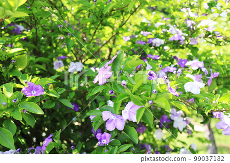 香松樹的花蕾和可愛的花瓣 99037182