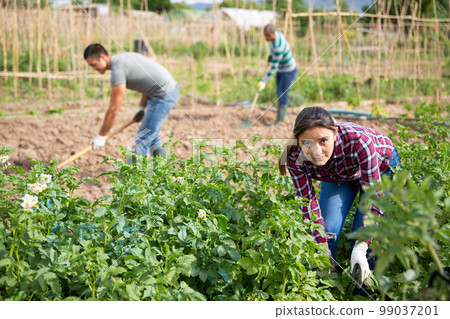 Young woman gardener during working with potatoes bushes Young woman gardener during working with potatoes bushes 99037201