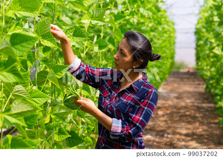 Portraite of latino woman harvests ripe beans 99037202