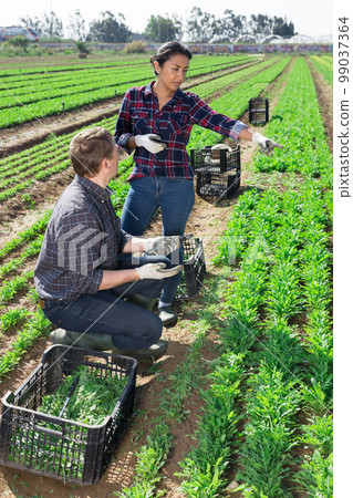 Man and woman talking during break in harvesting arugula 99037364