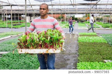 Latin american farmer carrying tray with chard seedlings Latin american farmer carrying tray with chard seedlings 99037365