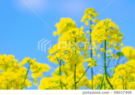 Refreshing blue sky and rape blossoms in full bloom 99037406