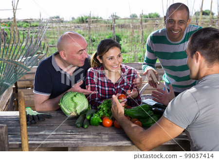 Professional gardeners talking after harvesting of vegetables 99037414
