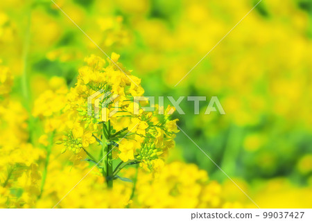 Rape blossoms in full bloom 99037427
