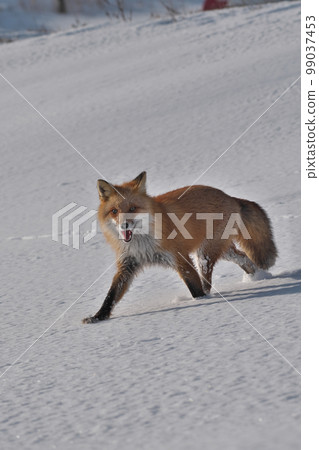 Winter fox 99037453