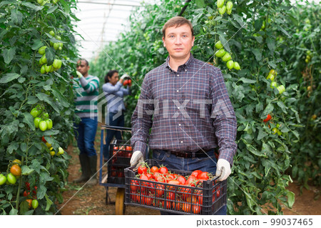 Farmer stacking crates with tomatoes in hothouse Farmer stacking crates with tomatoes in hothouse 99037465