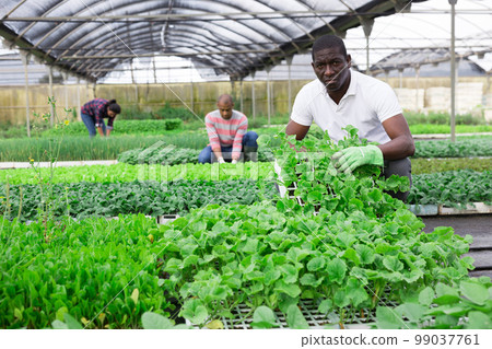 Portrait of successful farmer caring for sprouts of various greenhouse crops 99037761