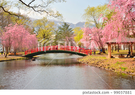 櫻花盛開的越後湯澤中央公園 99037881