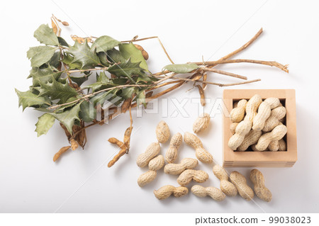 節分的柊 節分的柊 99038023