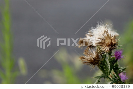 柑橘薊是一種外來植物，可以在人行道、公園和空地上迅速蔓延。 99038389