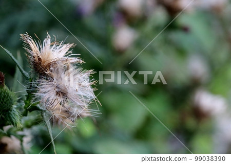 柑橘薊是一種外來植物,可以在人行道、公園和空地上迅速蔓延。 柑橘薊是一種外來植物,可以在人行道、公園和空地上迅速蔓延。 99038390
