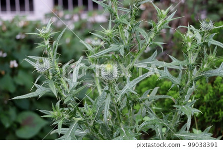 Citrus thistle is an alien plant that spreads rapidly along sidewalks, parks, and vacant lots. 99038391