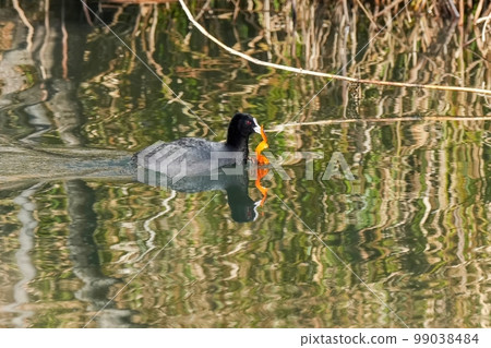 A coot swimming with a persimmon in its mouth A coot swimming with a persimmon in its mouth 99038484