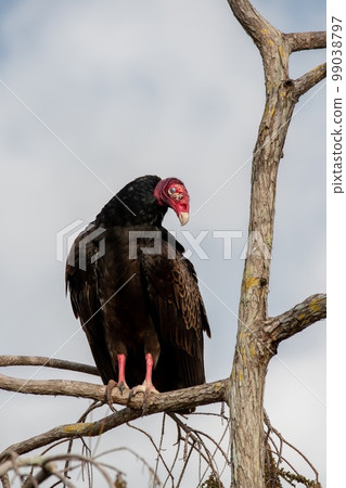 Turkey Vulture - Cathartes aura - showing closed nictitating membrane. Turkey Vulture - Cathartes aura - showing closed nictitating membrane. 99038797