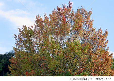 Colored maple leaves 99039322