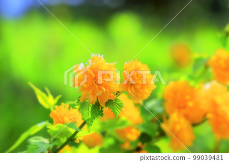 美麗的盛開山吹八重 美麗的盛開山吹八重 99039481