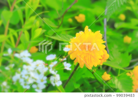 Beautiful double Yamabuki flower 99039483