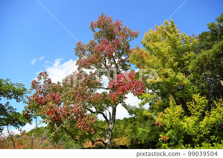 生動的秋葉南京蝦虎魚葉 99039504