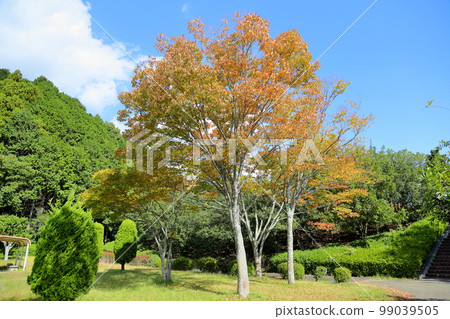 彩色的櫸樹葉黃色的葉子 99039505