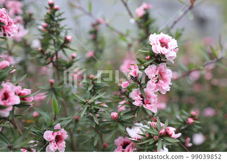 a closeup of pink flowers in bloom with blurred background a closeup of pink flowers in bloom with blurred background 99039852