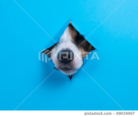 Funny hotsell dog muzzle