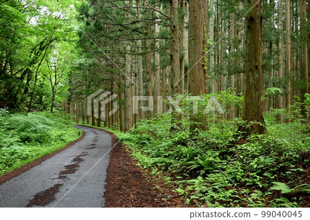 Forest road Forest road 99040045
