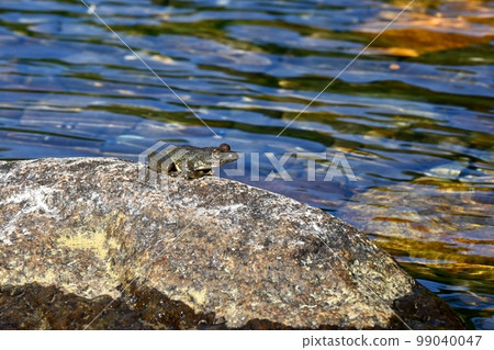 A frog that barks on a stone A frog that barks on a stone 99040047