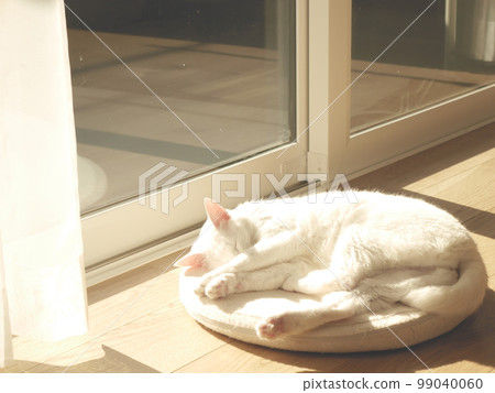 white cat sleeping by the window 99040060