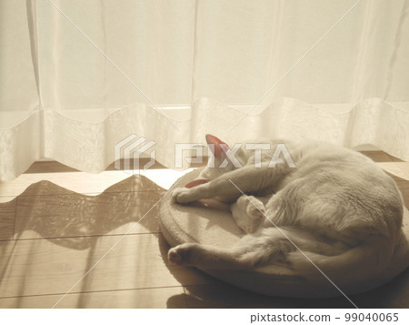 white cat sleeping by the window white cat sleeping by the window 99040065