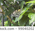 Ogomadara 99040202