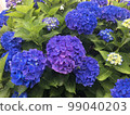 Hydrangea 99040203