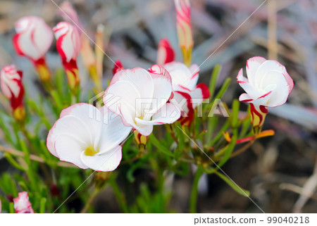 可愛的 Shibori oxalis 花，像陽傘一樣開出白色和螺旋形（微距特寫照片） 99040218