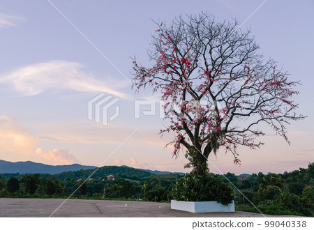 The lonely tree with beautiful twilight sky. 99040338