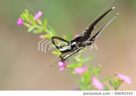 The Lamproptera curius White Dragontail, Beautiful Butterfly 99040343