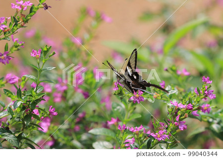 The Lamproptera curius White Dragontail, Beautiful Butterfly 99040344