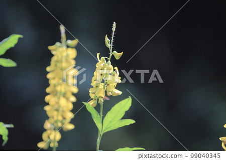 a Senna alata flowers in yellow bloom 99040345