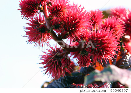 高大的蓖麻植株,開紅色帶刺的花朵(自然光微距攝影) 高大的蓖麻植株,開紅色帶刺的花朵(自然光微距攝影) 99040397