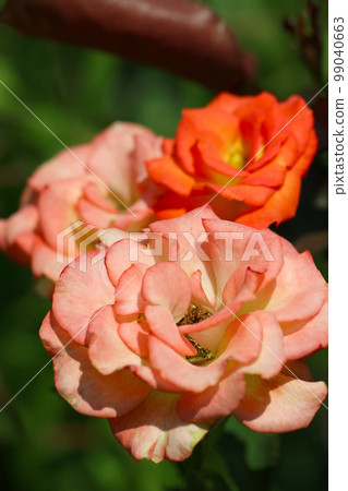 玫瑰花色鮮豔,混合了粉紅色、紅色、橙色和各種顏色。 玫瑰花色鮮豔,混合了粉紅色、紅色、橙色和各種顏色。 99040663