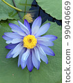 Water lily 99040669