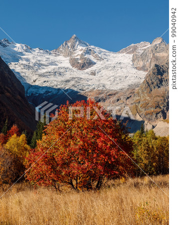 Mountains with bright autumnal trees and glacier. Peak of mountain and ice glacier 99040942