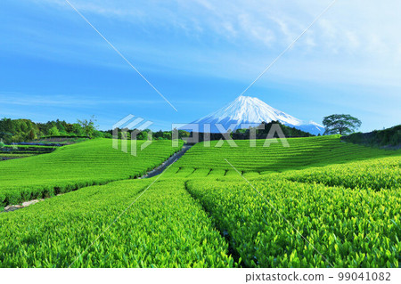 Blue sky of early summer and fresh green tea fields and Mt. Fuji 99041082