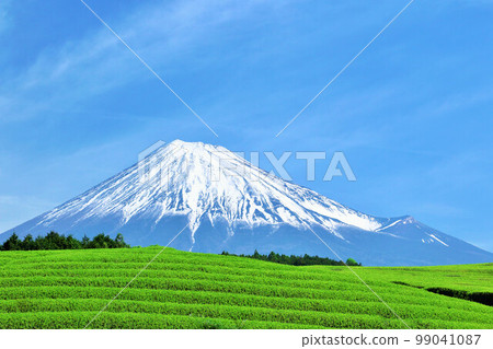 富士山在藍天茶園以新綠色 富士山在藍天茶園以新綠色 99041087
