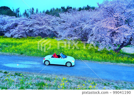 Before sunrise Night cherry blossoms Rape blossoms Illuminated open car (Copen) Gunma Prefecture Before sunrise Night cherry blossoms Rape blossoms Illuminated open car (Copen) Gunma Prefecture 99041190