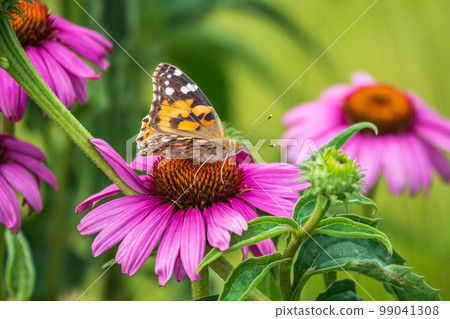 Beautiful butterfly painted lady or Vanessa cardui sitting on purple Echinacea flower in the summer. Close up. Macro. 99041308