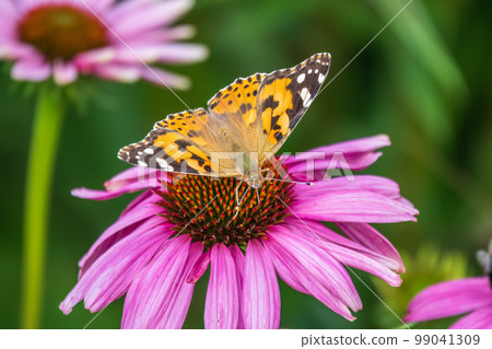 Beautiful butterfly painted lady or Vanessa cardui sitting on purple Echinacea flower in the summer. Close up. Macro. Beautiful butterfly painted lady or Vanessa cardui sitting on purple Echinacea flower in the summer. Close up. Macro. 99041309